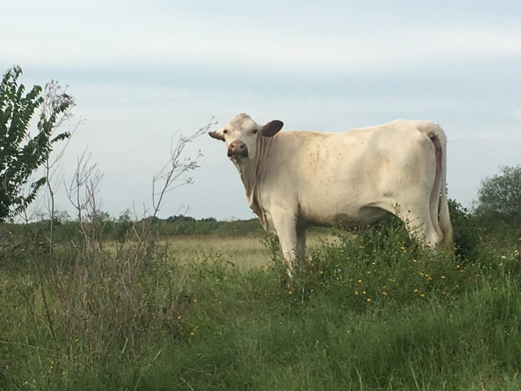 Pretty cow