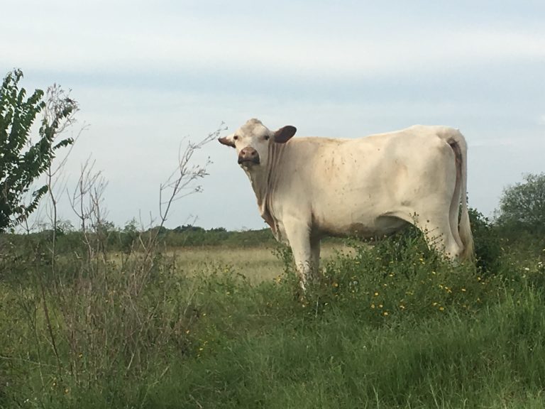 Pretty cow