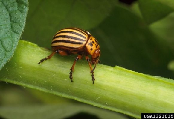 USDA ARS Photo Unit, USDA Agriculture Research Service, Bugwood.org Adult colorado potato beetle
