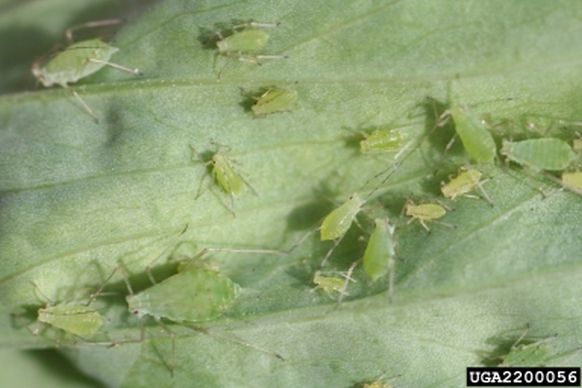 Whitney Cranshaw, Colorado State University, Bugwood.org Pest Monographs