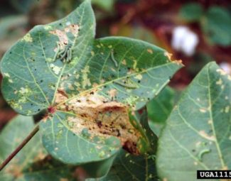 Charles T. Bryson, USDA Agriculture Research Service, Bugwood.org Fall armyworm larvae on damaged cotton plant