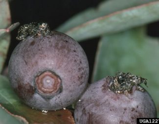 Jerry A. Payne, USDA Agriculture Research Service, Bugwood.org Plum curculio adults on southern blueberries