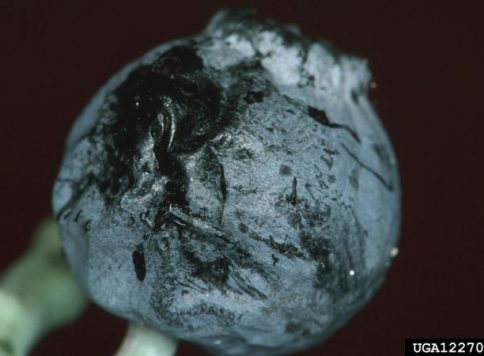 Jerry A. Payne, USDA Agriculture Research Service, Bugwood.org Damage to southern blueberry by plum curculio