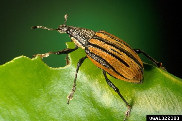 Keith Weller, USDA Agriculture Research Service, Bugwood.org Adult citrus root weevil on leaf