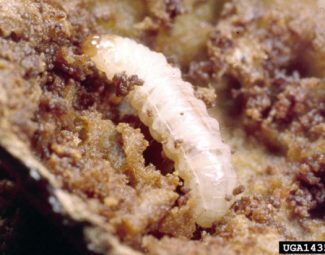 Clemson University – USDA Cooperative Extension Slide Series, Bugwood.org Larva of the plum curculio