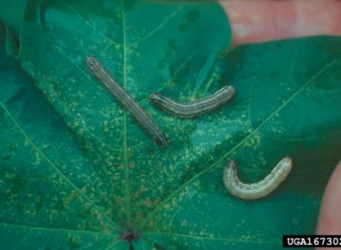 William Lambert, University of Georgia, Bugwood.org Fall armyworm larvae on leaf