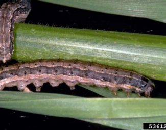 Frank Peairs, Colorado State University, Bugwood.org Larvae of the fall armyworm