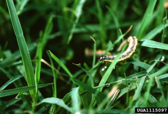 Charles T. Bryson, USDA Agricultural Research Service, Bugwood.org Fall armyworm larva in bermudagrass