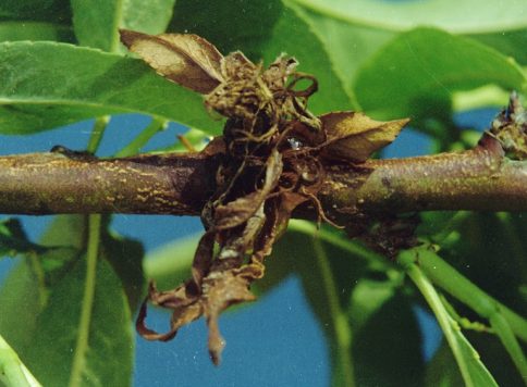 Brown rot on peach cluster