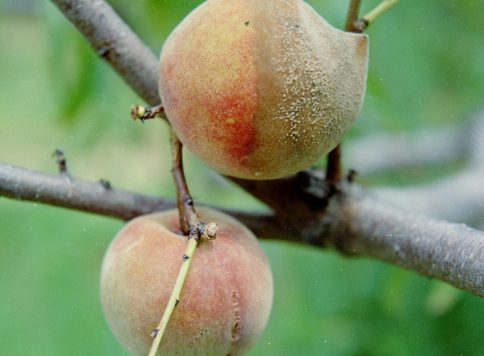 Brown rot on peach