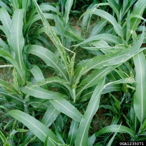 Fall armyworm damage to sorghum