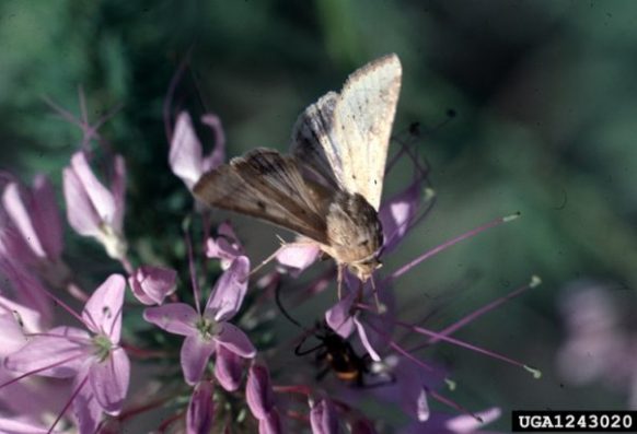 Whitney Cranshaw, Colorado State University, Bugwood.org Adult cotton boll worm on a flower