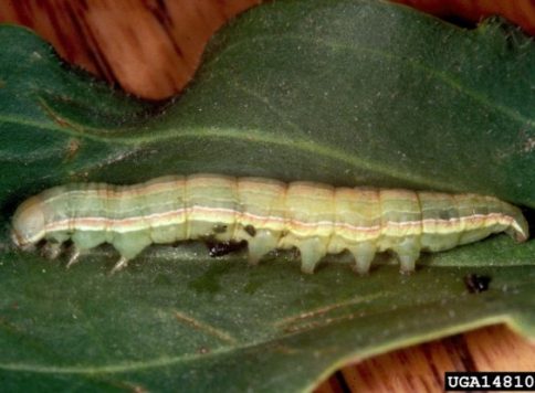 Frank Peairs, Colorado State University, Bugwood.org Beet armyworm larva