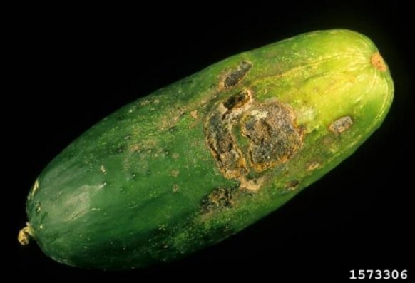 Gerald Holmes, California Polytechnic State University at San Luis Obispo, Bugwood.org Belly rot of cucumber caused by Rhizoctonia solani
