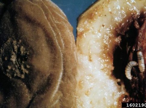 John C. French Sr., Retired, Universities:Auburn, GA, Clemson and U of MO, Bugwood.org Plum curculio larvae in a peach