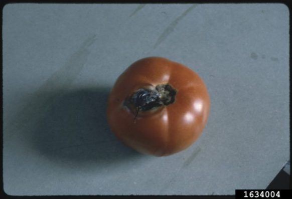 Penn State Department of Plant Pathology & Environmental Microbiology Archives, Penn State University, Bugwood.org Early blight symptoms on tomato fruit
