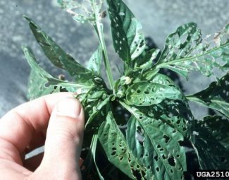 David Riley, University of Georgia, Bugwood.org Beet armyworm damage on sweet pepper plant