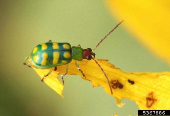 Russ Ottens, University of Georgia, Bugwood.org Close up banded cucumber beetle adult on common sunflower
