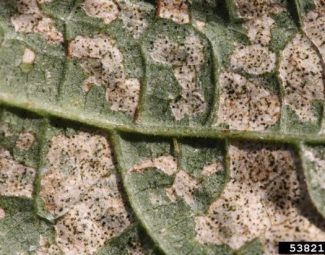 Foliage damage to bean leaf by the western flower thrips
