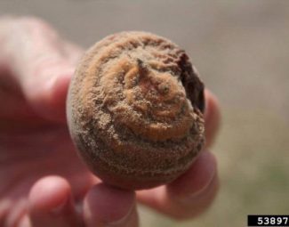 Brown rot sporulation on rotted fruit