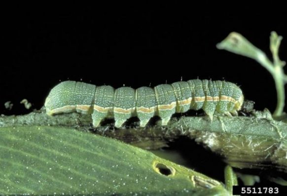John Capinera, University of Florida, Bugwood.org Beet armyworm larva
