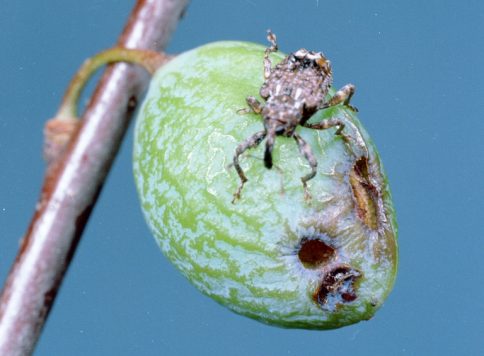 Clemson University – USDA Cooperative Extension Slide Series, Bugwood.org Adult plum curculio