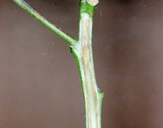 Clemson University – USDA Cooperative Extension Slide Series, Bugwood.org Symptoms of fusarium wilt on cotton plant stem