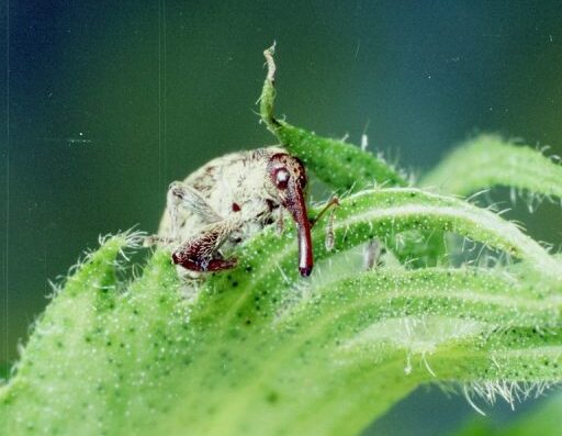 Clemson University – USDA Cooperative Extension Slide Series, Bugwood.org Adult boll weevil