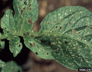 Whitney Cranshaw, Colorado State University, Bugwood.org Potato flea beetle (Epitrix cucumeris) leaf injury to potato plant.