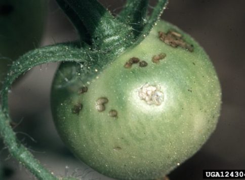 Whitney Cranshaw, Colorado State University, Bugwood.org Damage to skin on tomato fruit by potato flea beetles (Epitrix cucumeris)