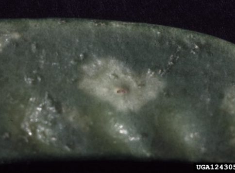 Halo spot around disposition injury scar to pea caused by western flower thrips