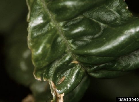 Western flower thrips on damaged nectarine leaf.