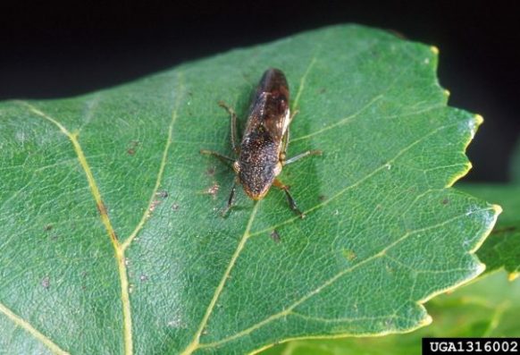 USDA ARS Photo Unit, USDA Agriculture Research Service, Bugwood.org Adult glassy-winged sharpshooter on leaf