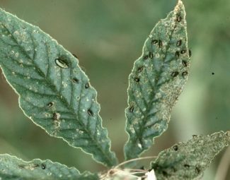 Whitney Cranshaw, Colorado State University, Bugwood.org Crucifer flea beetle (Phyllotreta cruciferae) comparison of size with apple flea beetle (Haltica foliaceae)
