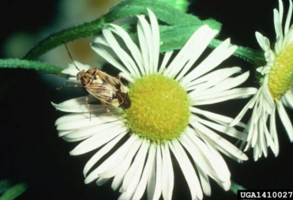 Ronald Smith, Auborn University, Bugwood.org Lygus lineolaris (tarnished plant bug) on daisy fleabane
