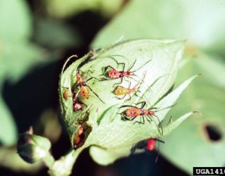 Leaf-footed bug nymphs on cotton boll
