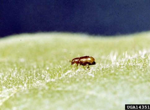 Clemson University – USDA Cooperative Extension Slide Series, Bugwood.org Adult tobacco flea beetle (Epitrix hirtipennis)