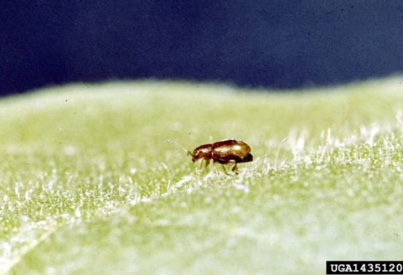Clemson University – USDA Cooperative Extension Slide Series, Bugwood.org Adult tobacco flea beetle (Epitrix hirtipennis)