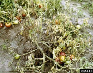 Clemson University – USDA Cooperative Extension Slide Series, Bugwood.org Symptoms of fusarium wilt in tomato plant