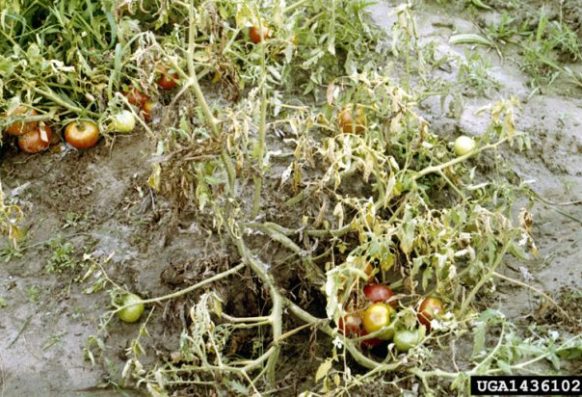 Clemson University – USDA Cooperative Extension Slide Series, Bugwood.org Symptoms of fusarium wilt in tomato plant