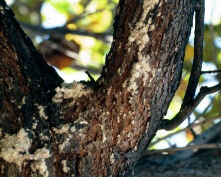 Infestation of the grape mealybug on tree