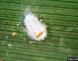 Adult citrus mealybug parasitized by Leptomastix dactylopii wasp