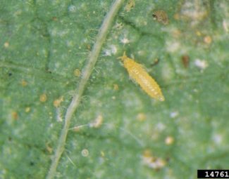 Western flower thrips instar II