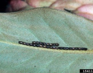 Eggs of leaf-footed bug on leaf