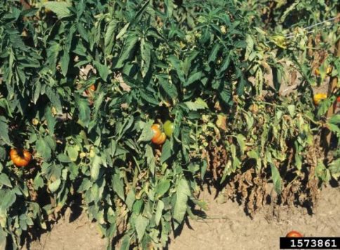 Gerald Holmes, California Polytechnic State University at San Luis Obispo, Bugwood.org Wilted tomato plants caused Verticillium wilt