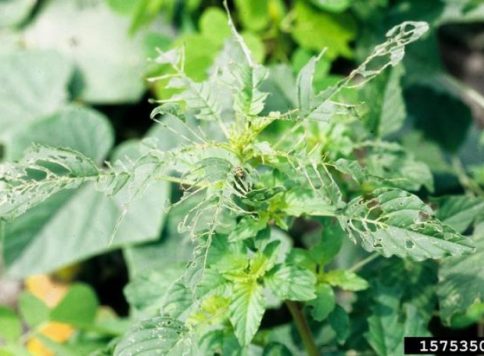Spotted cucumber beetle feeding damage on pigweed in a field of cucumber.