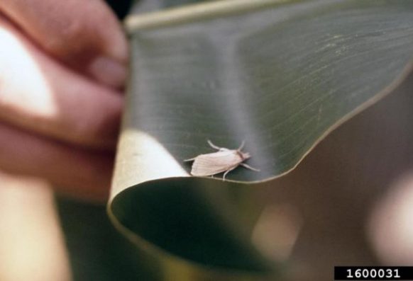John C. French Sr., Retired, Universities:Auburn, GA, Clemson and U of MO, Bugwood.org Adult southwestern corn borer