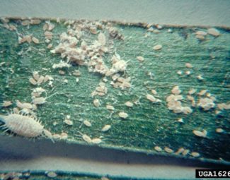 Nymphs and adult mealybugs cluster together at favorable feeding sites.