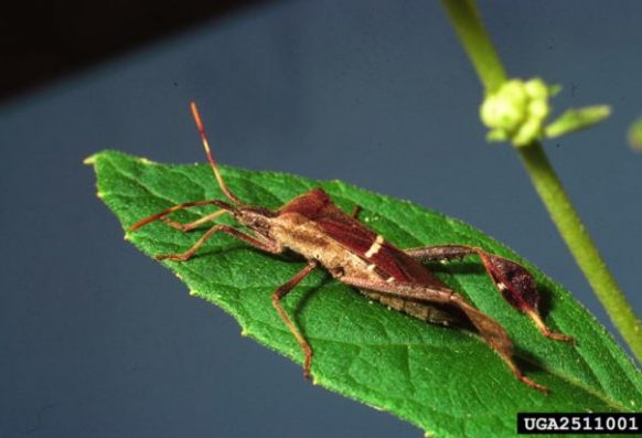 David Riley, University of Georgia, Bugwood.org Adult leaf-footed bug on leaf