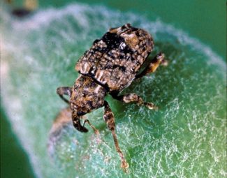 Clemson University – USDA Cooperative Extension Slide Series, Bugwood.org Adult plum curculio close up